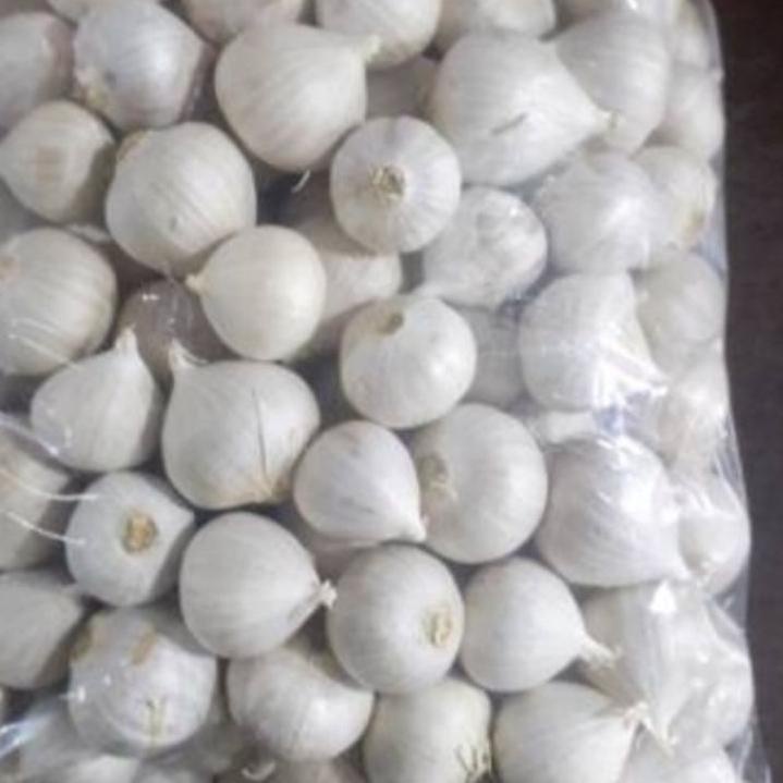 

trxj8J3v Bawang Putih Tungga Impor Fresh 500 gr