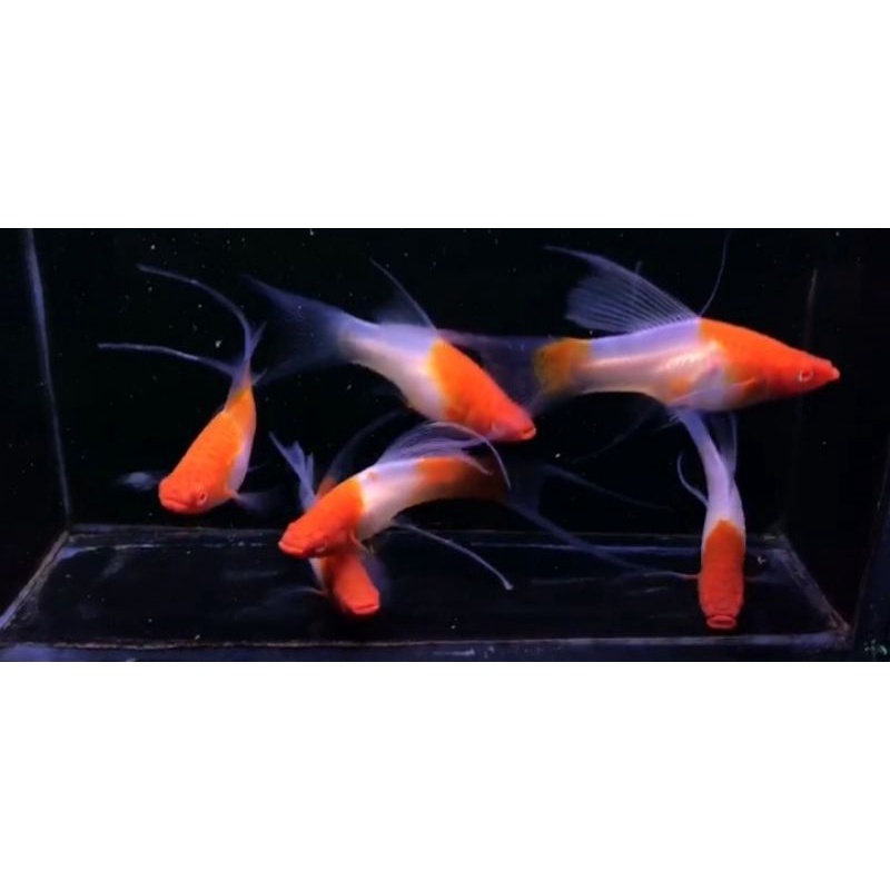 kohaku hifin lyretail