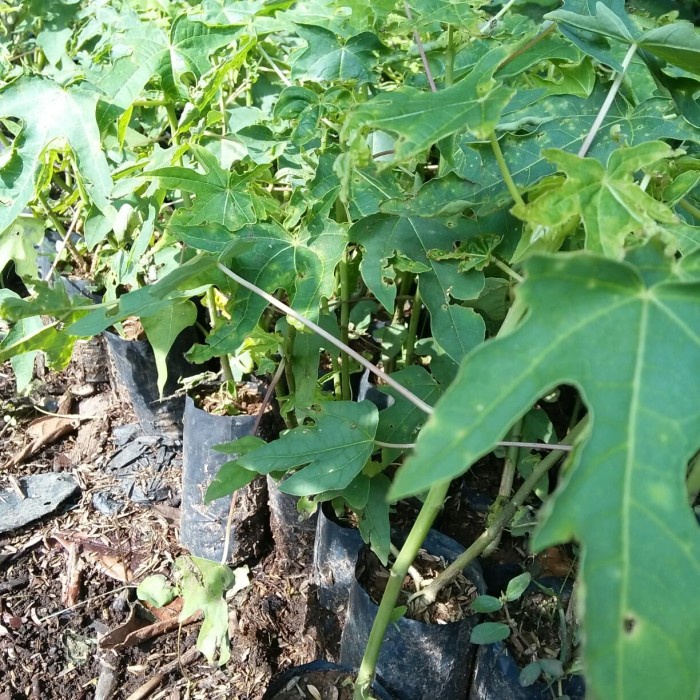 Bibit pepaya california - Pohon pepaya california CCCC