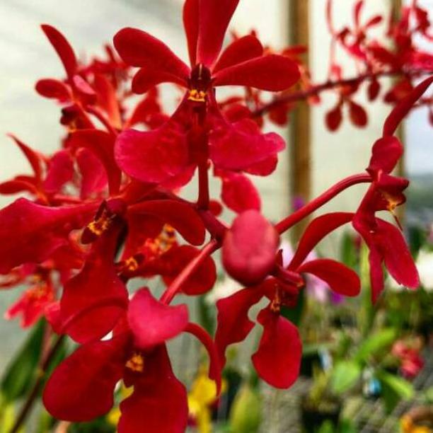 Vanda Renanthera red