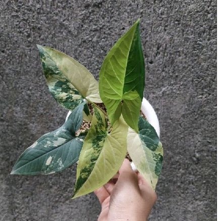 Tanaman Hias Syngonium Variegata Yellow - Syngonium Yellow