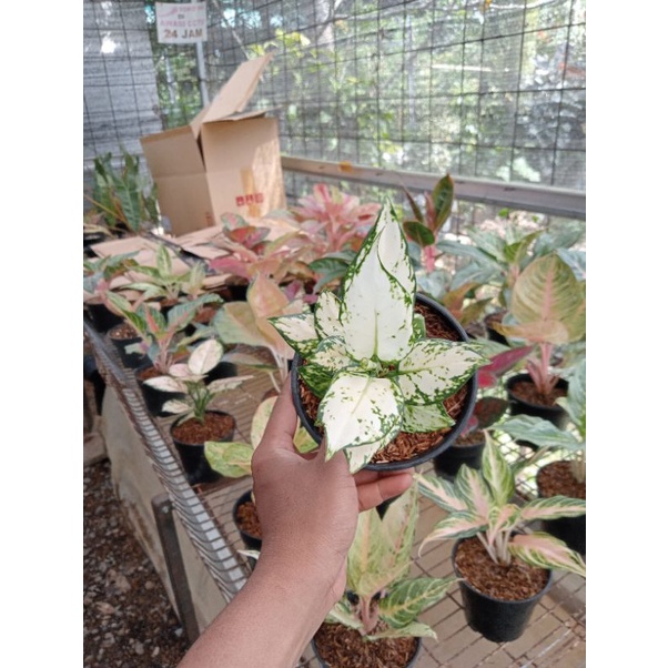 PROMO AGLONEMA  Aglaonema Super White