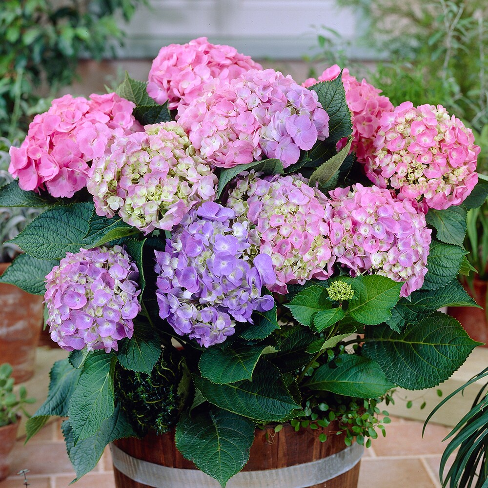 Benih Bibit Biji - Bunga Hydrangea Mix Warna Hortensia Flower Seeds - IMPORT