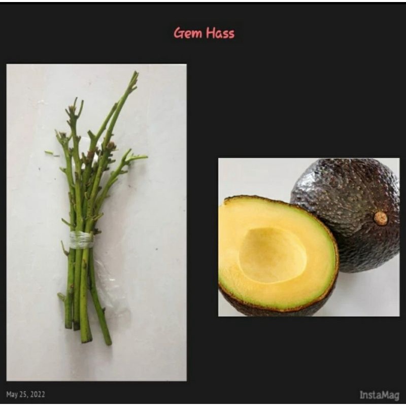 Entres alpukat Gem Hass / alpukat introduksi Hass, preorder