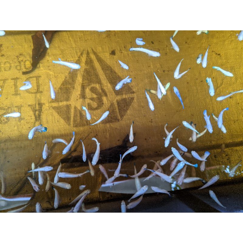 Anakan Blue Rim Thailand