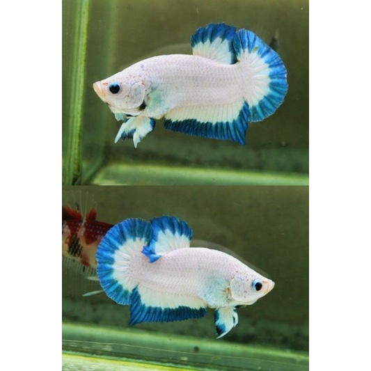 BAHANAN BLUE RIM REAL