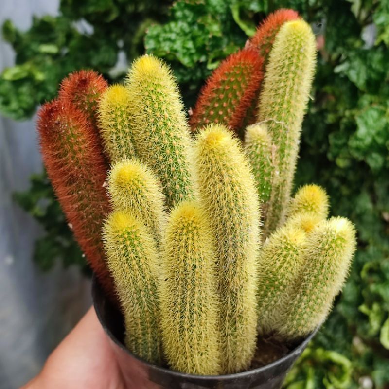 Kaktus Ekor Tupai duri kuning/duri merah cabang ownroot/ Cleistocactus winterii