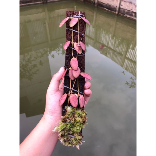 Hoya Borneo Merah