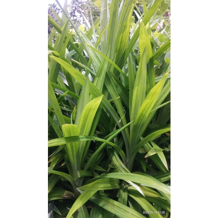 

DAUN PANDAN per lembar