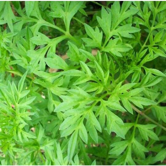 Benih Biji KENIKIR SAYUR-DAUN KENIKIR-ULAM RAJA