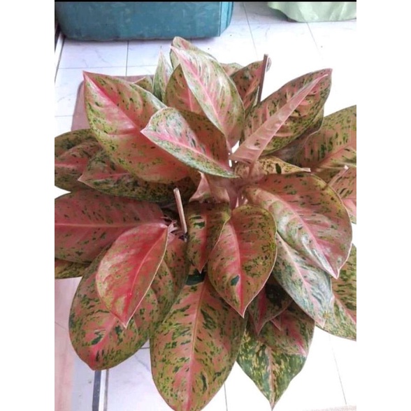 aglonema Big Roy/remaja rimbun/rimbun murahhh/bergaransi