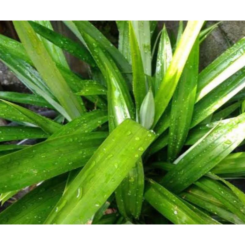 

daun pandan segar