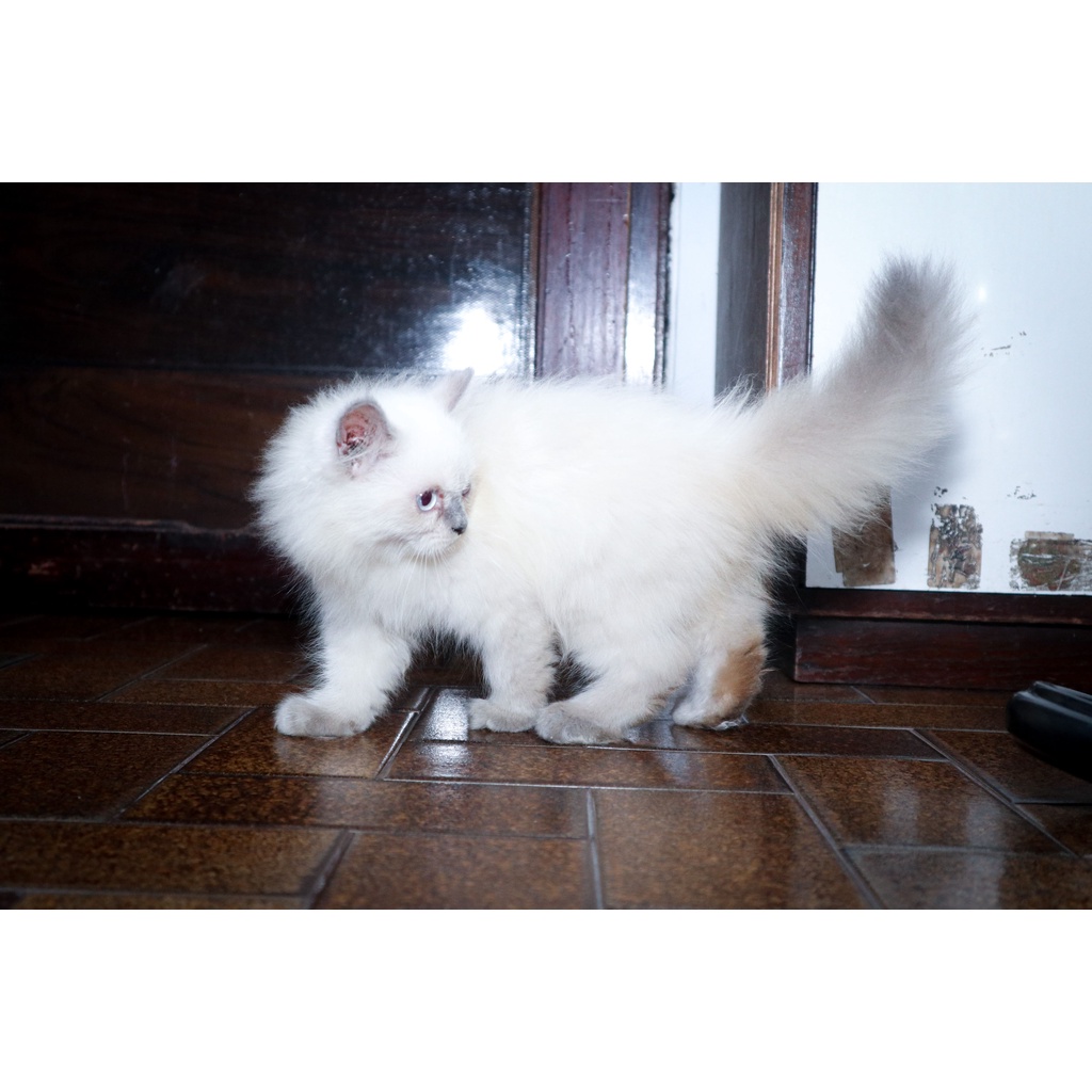 Open Adopt Kucing Persia Himalaya Betina Warna Putih