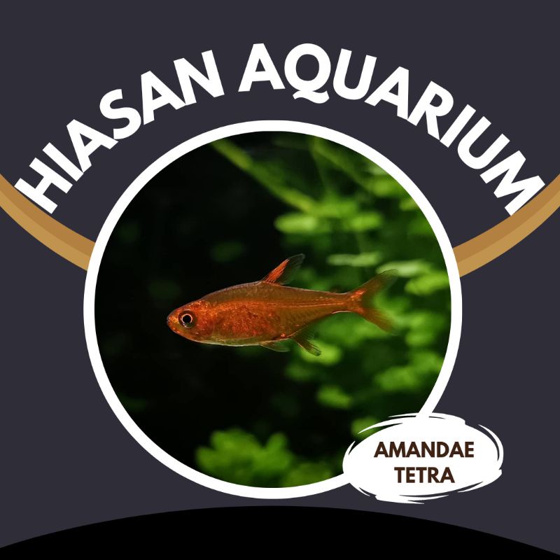 Amandae | EKSD05
