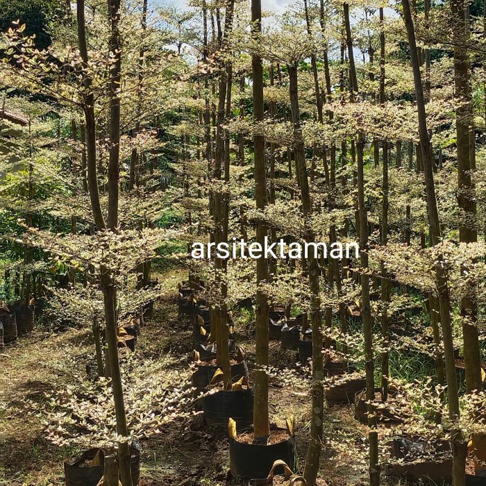 Pohon ketapang kencana varigata 3 meter - pohon peneduh