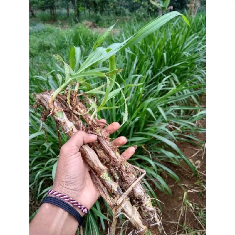 BIBIT RUMPUT ODOT PAKAN TERNAK/BIBIT RUMPUT ODOT /1KG
