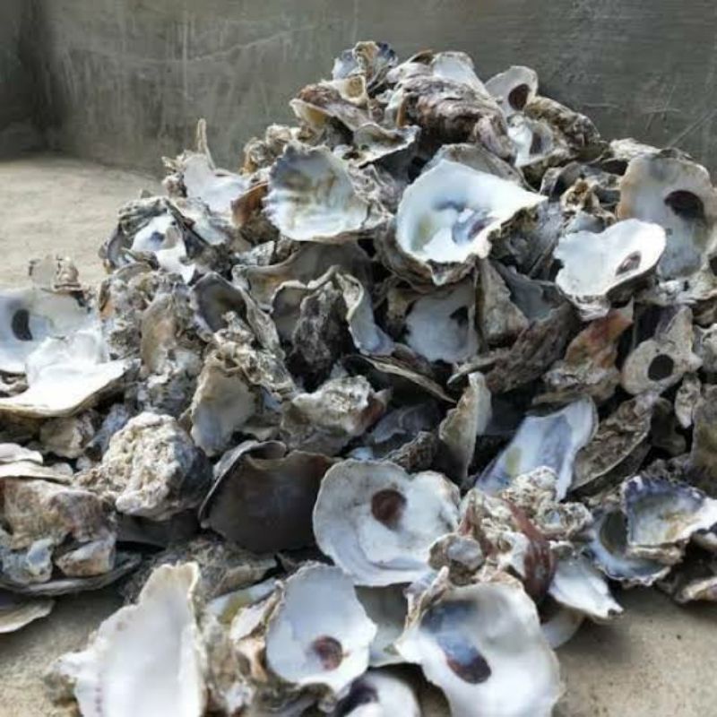 OYSTER SHELL KULIT KERANG PENSTABIL PH AIR MEDIA FILTER KOLAM 1KG + WARING