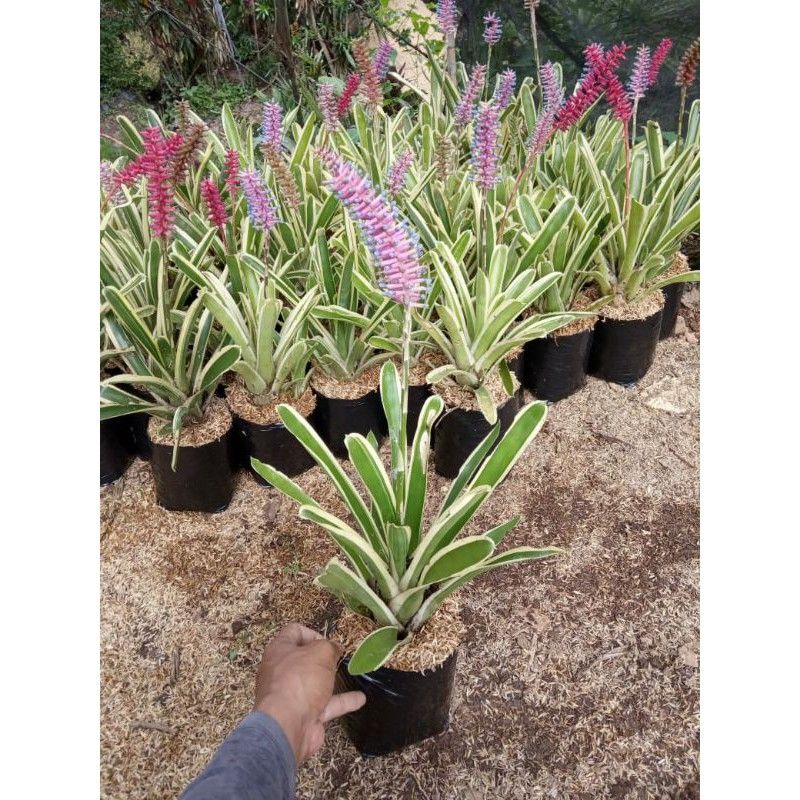 ( TERMURAH) Tanaman Hias Bromeliad Variegata Hiasan Indoor Outdoor - Tanaman Hias Hidup Bromeliad Va