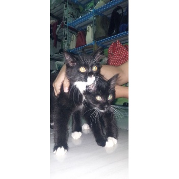 (Paket) 2 ekor Kitten Munchkin NS Tuksedo jantan LEBIH MURAH