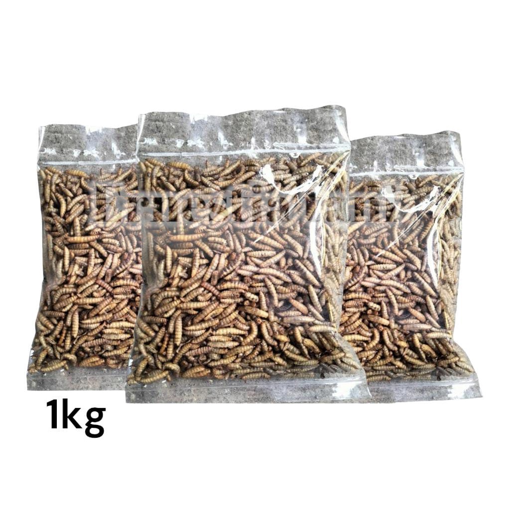 Manggot Bsf MAGOT Bsf 1Kg Kering Pakan Ikan Predator Louhan Channa Arwana