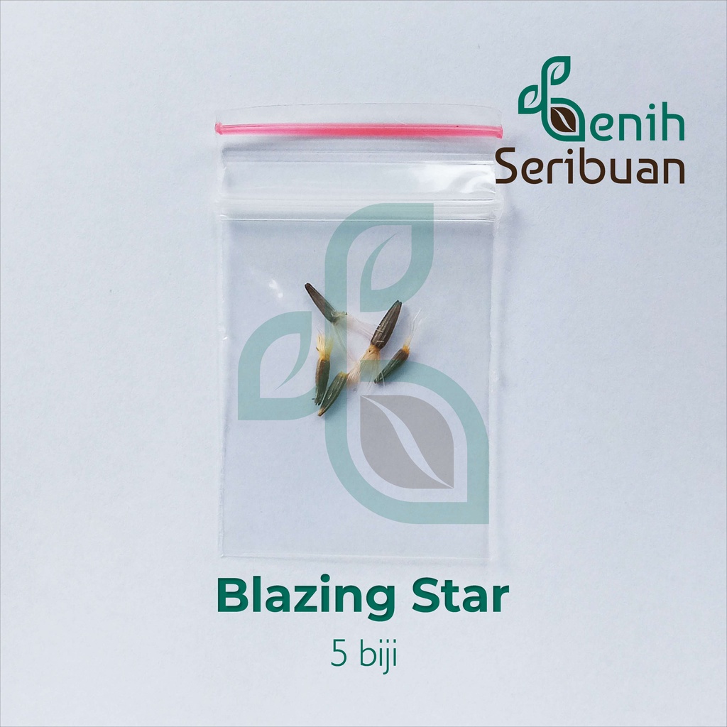 Benih Seribuan - 5 Bibit Bunga Blazing Star Ungu Unggul