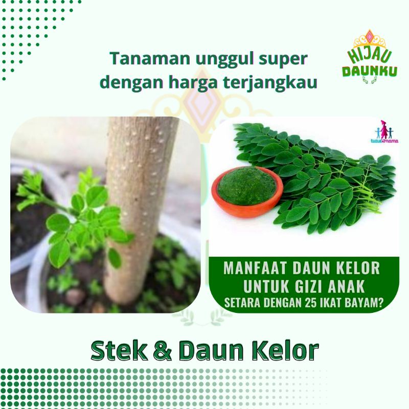 

Daun Dan Stek Kelor Segar Alami Non kimia Baru Petik Siap Kirim