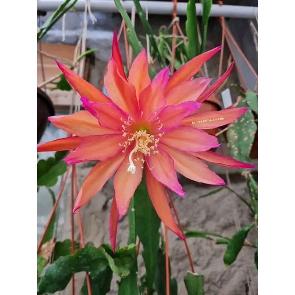 Tanaman Hias Wijaya Kusuma Hibrid ID DRAGONHEART