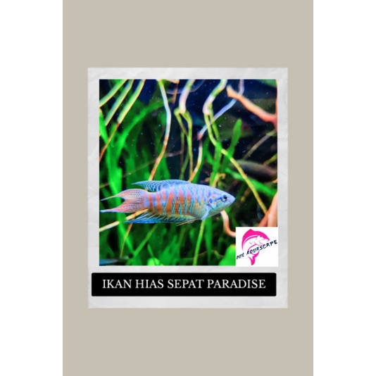 ikan hias sepat paradise aquasacpe