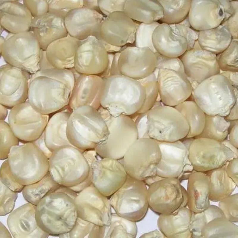 

Jagung Putih Pipil Kering 100 Gram