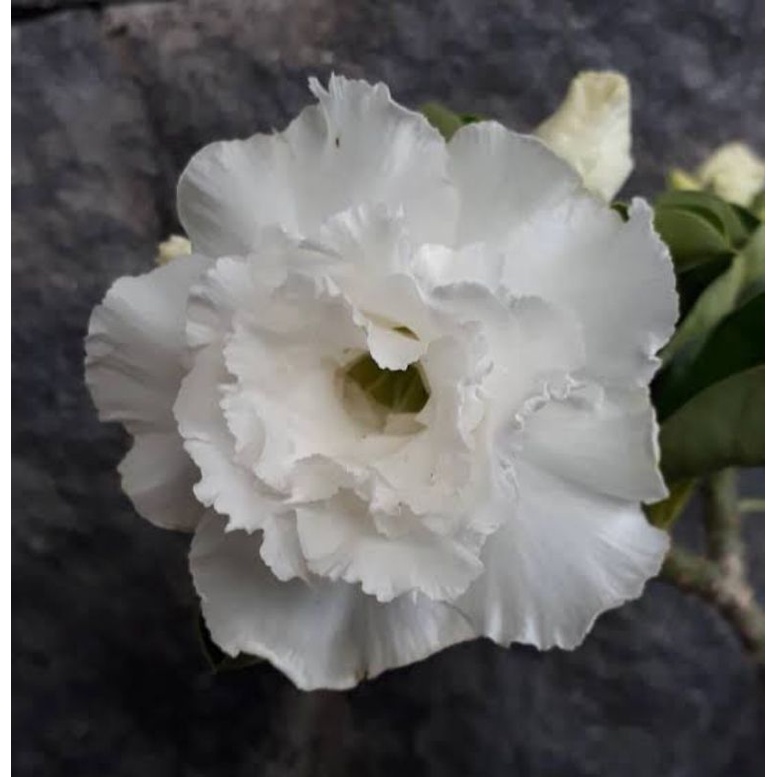 Bibit Adenium Bunga Tumpuk ID Jaws Kamboja Jepang