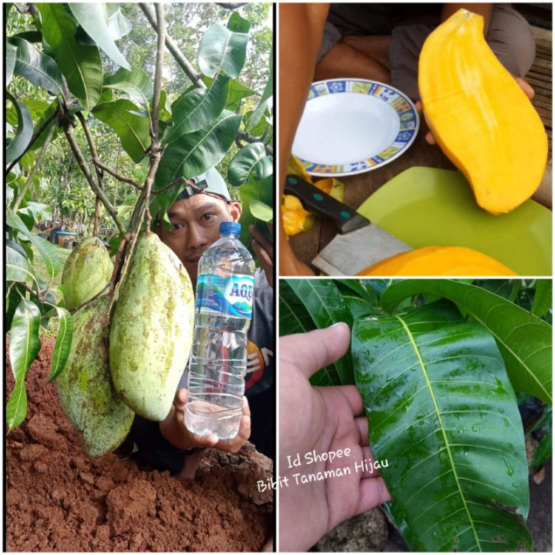 Bibit Mangga Mahatir Super Jumbo