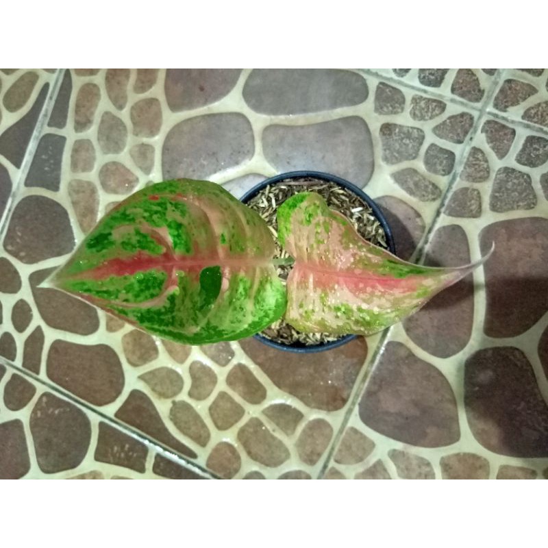 tanaman hias baby aglonema ( LOD )