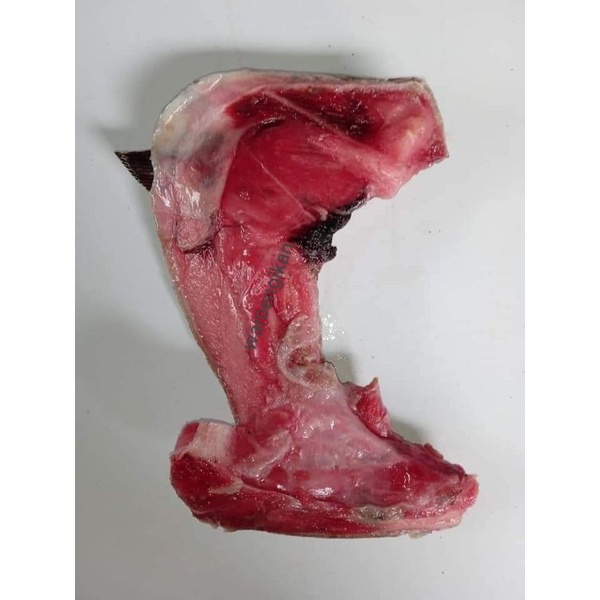 

rahang tuna segar Frozen 1kg