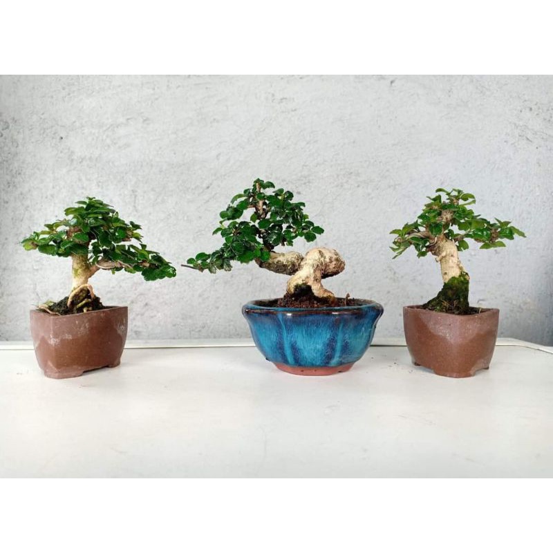 hokiantea buah daun micro