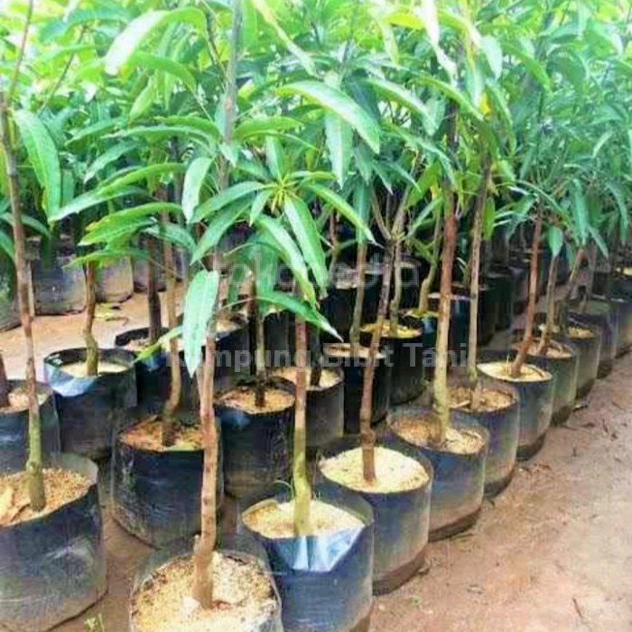 Benih Bibit Mangga Import Miyazaki 1 Meter Up Hasil Okulasi