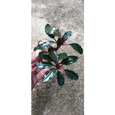 Bucephalandra Sp Rizom