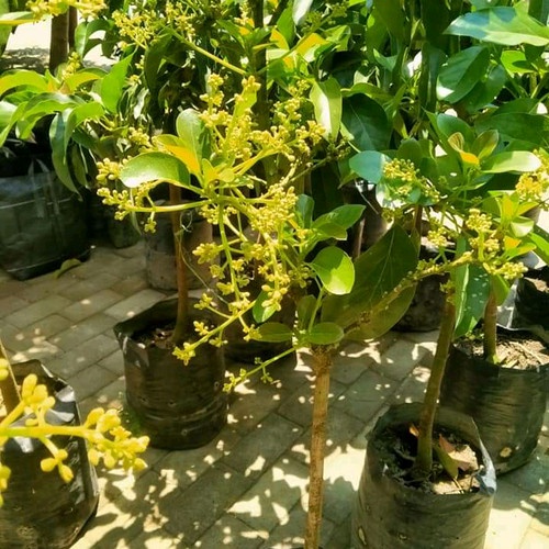 Tanaman Alpukat Kelud Kondisi Berbunga Rimbun Tinggi 2 Meter 25kg