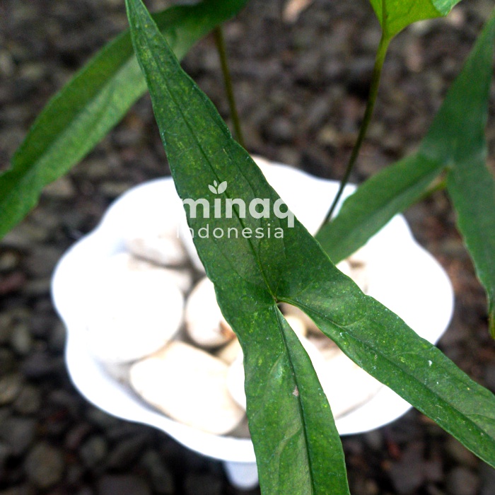 Tanaman Hias - Cyrtosperma Beccarianum (Asli Papua, Indonesia)