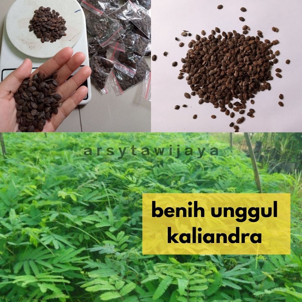 biji kaliandra pakan ternak - biji kaliandra - benih kaliandra