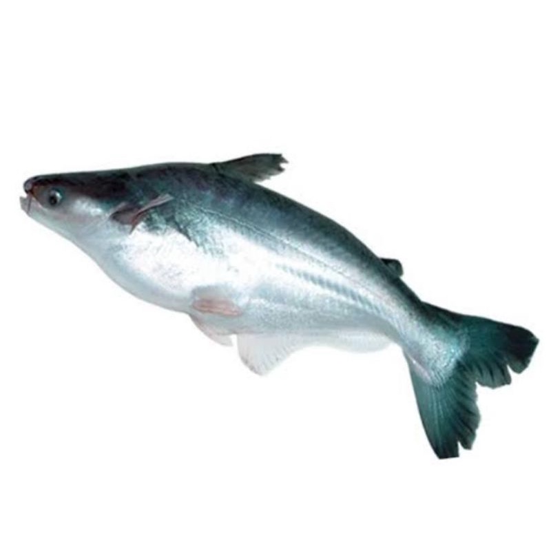 

ikan patin 500gr