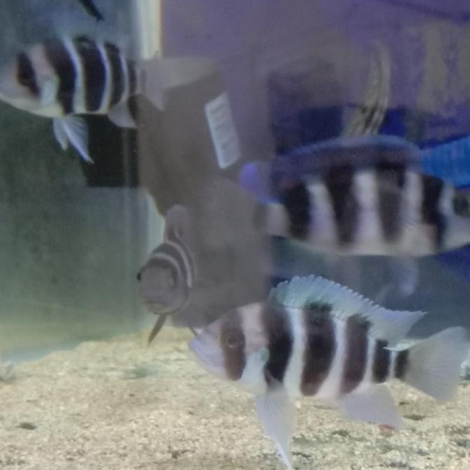 Cichild Frontosa Burundi