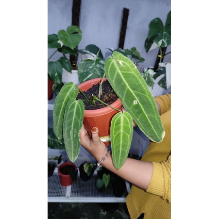 Anthurium Warocqueanum