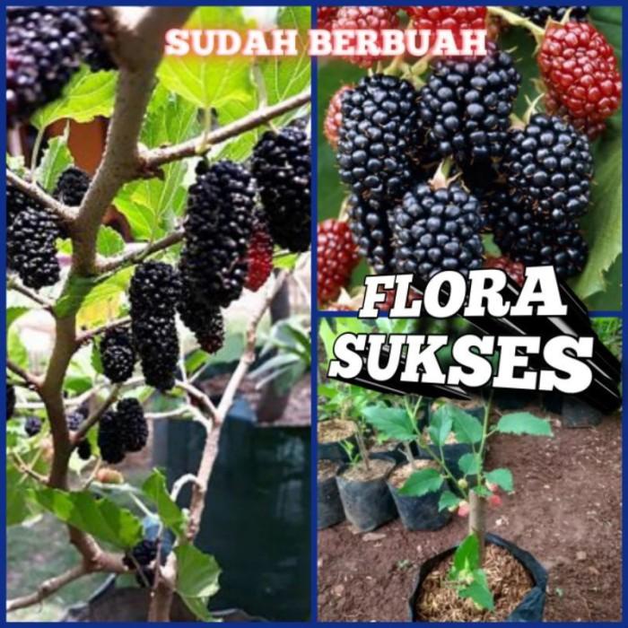 Tanaman Buah Murbei Pohon Murbei Bibit Murbei GROSIR