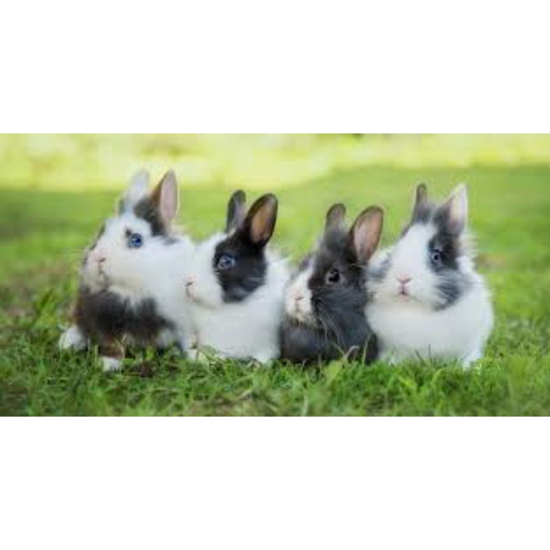 Paket kelinci lengkap