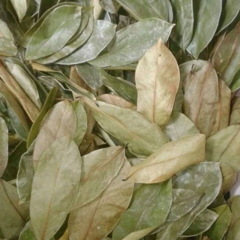 

Daun Sirsak Kering 250Gram Sirsat
