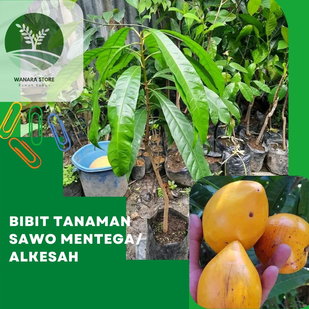 Bibit Sawo Mentega/Alkesah Cepat Berbuah
