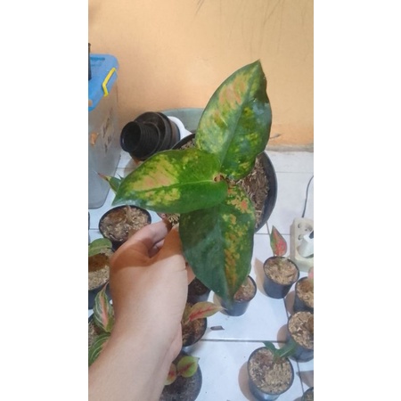 tanaman hias aglonema kocin Ebony daun 3