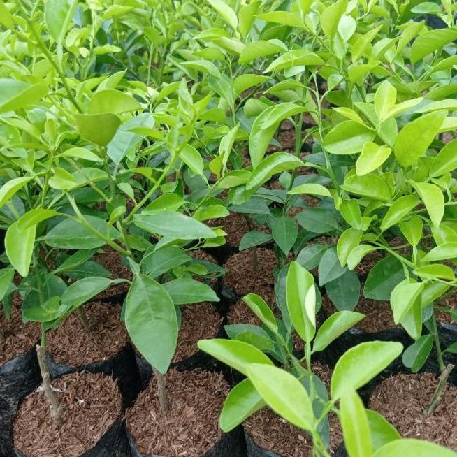 joss Tanaman jeruk limo, bibit jeruk limo, pohon jeruk limo viral