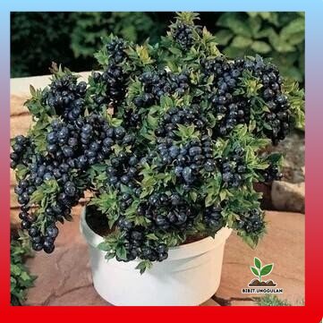Bibit Buah Blueberry Jumpfruit Cangkok Premium - Cepat Berbuah