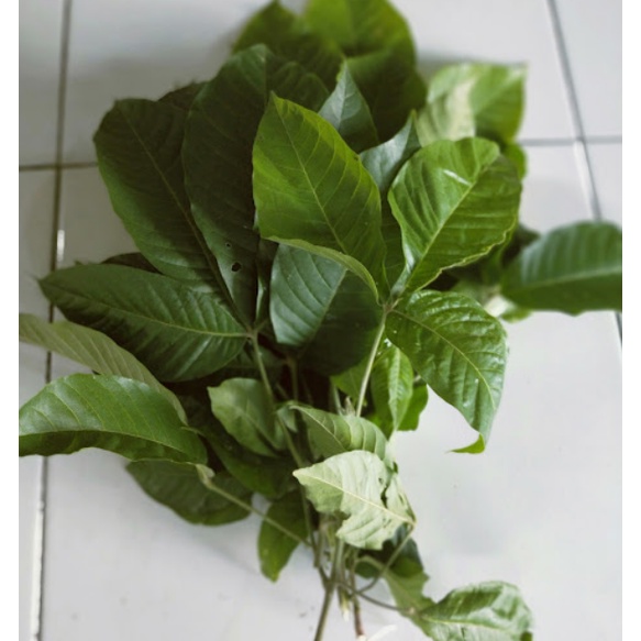 

Daun Kisampang segar / Daun Ki Sampang obat herbal kanker rahim